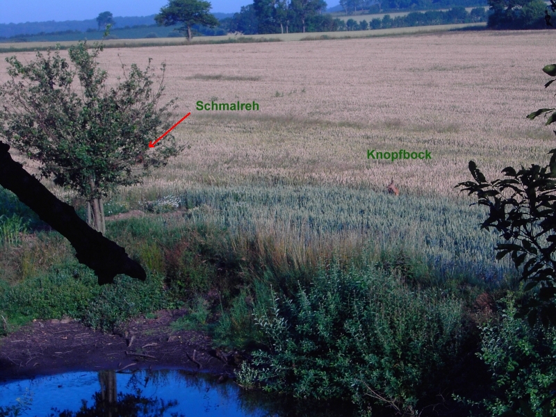 Gammelbygaard