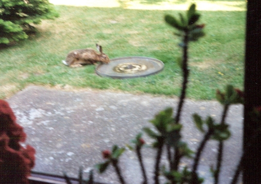 Winfried Isfort (durstiger Hase)